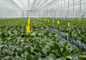 Agriculture Consultancy