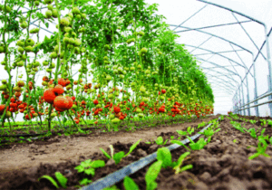 Commodity  Consultancy